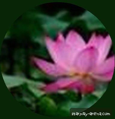刘洋
